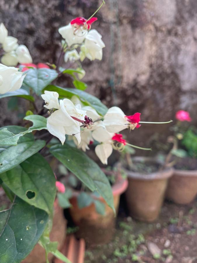 Sandev Homestay Madikeri Exterior foto